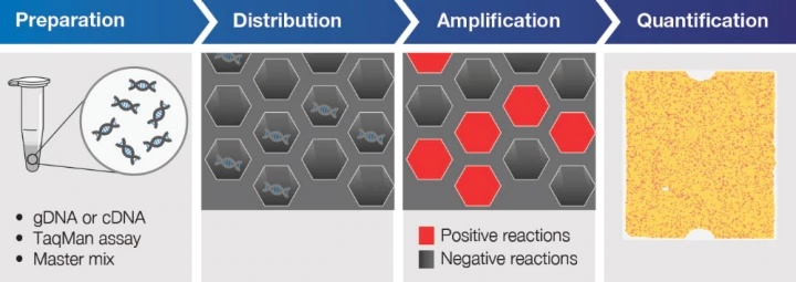数字PCR技术原理 数字PCR技术原理