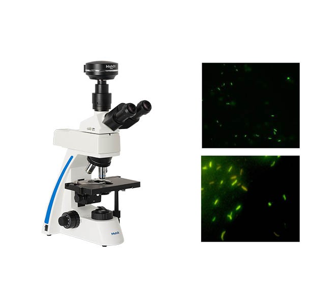 滤光片用于显微镜观察