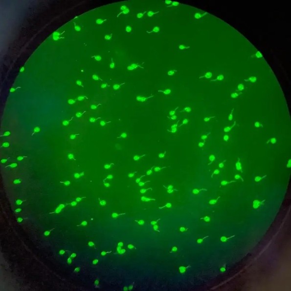 荧光分析图像 荧光分析图像