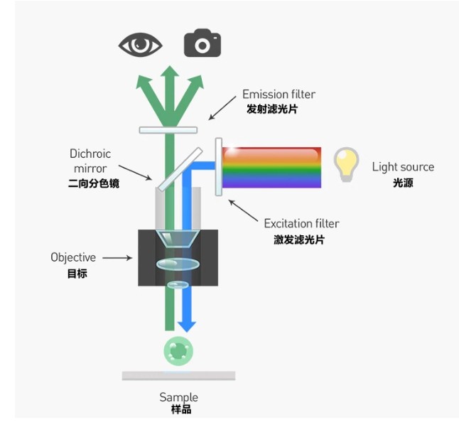 荧光显微镜分析图