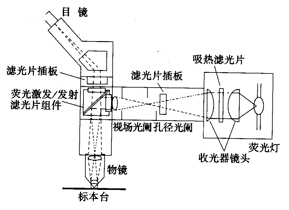 荧光显微镜光学系统