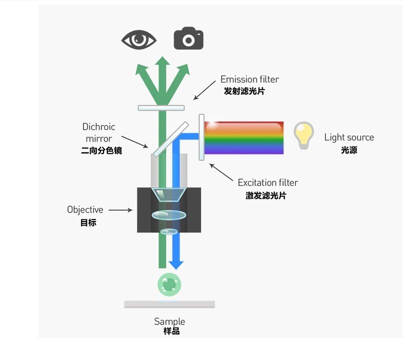 二向色镜荧光显微镜分析应用原理图 二向色镜荧光显微镜分析应用原理图