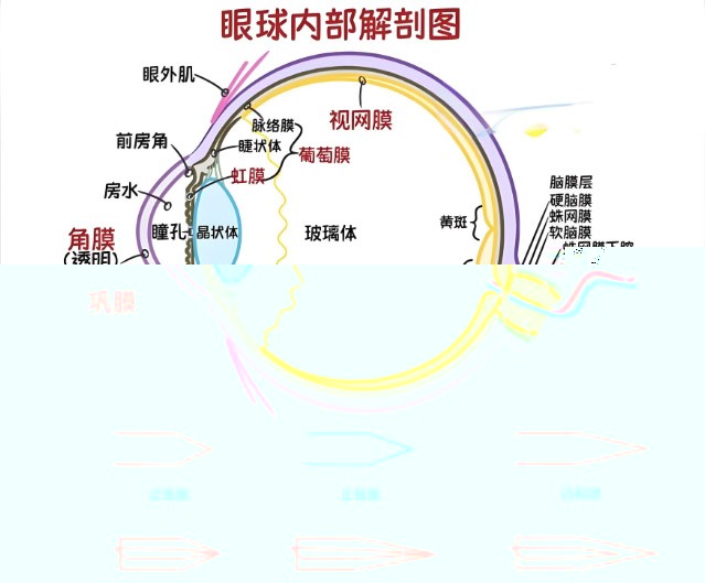 视网膜眼科中不同波长滤光片的应用 视网膜眼科中不同波长滤光片的应用