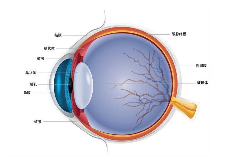 眼睛结构图 眼睛结构图