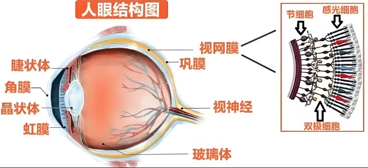 人眼结构图 人眼结构图