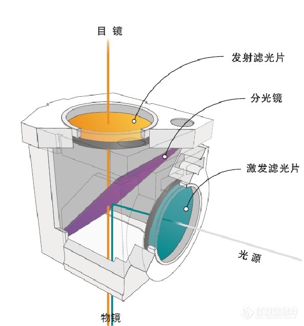 荧光成像结构 荧光成像结构