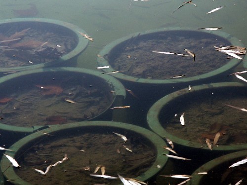 偏振镜光学原理